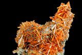 Bright Orange Crocoite Crystal Cluster - Tasmania #182728-1